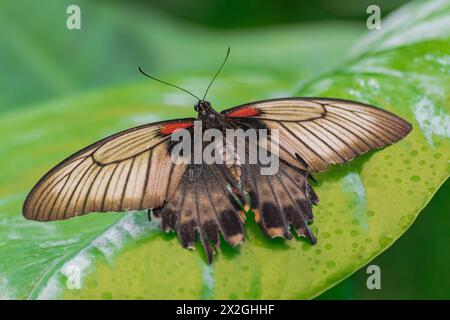 Papilio memnon, the great Mormon butterfly, in a green leaf, with green vegetation background Stock Photo