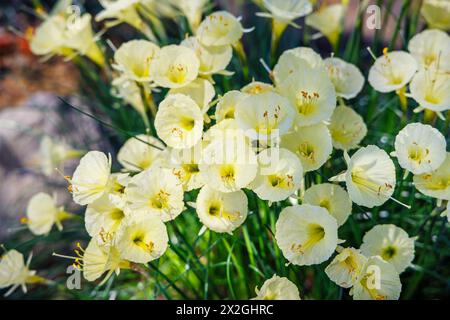 Pretty pale yellow hooped petticoat Narcissus romieuxii growing in a glasshouse in RHS Garden Wisley in winter Stock Photo