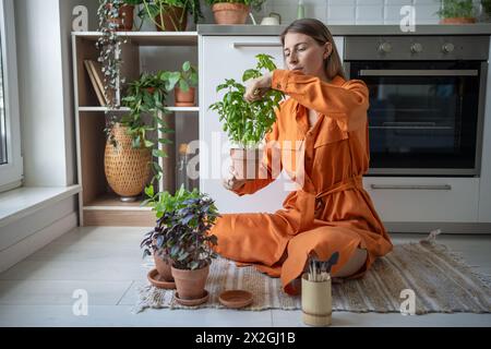 Focused woman takes care of home-grown basil plant sits on kitchen floor cuts herbs tends harvests. Stock Photo