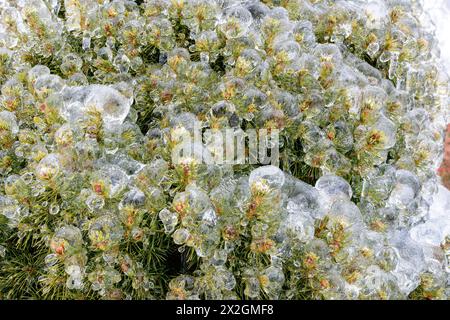 Freezing rain on tree branches, Toronto, Canada Stock Photo