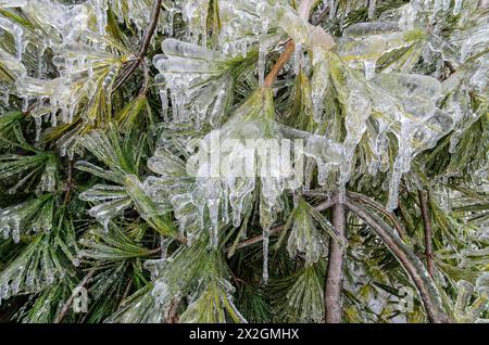 Freezing rain on tree branches, Toronto, Canada Stock Photo