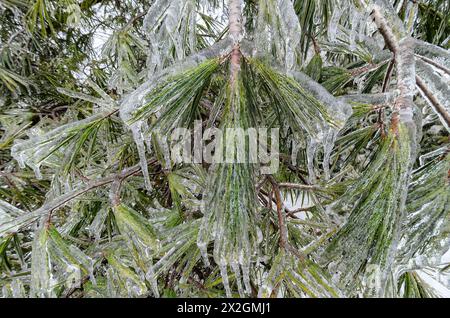 Freezing rain on tree branches, Toronto, Canada Stock Photo