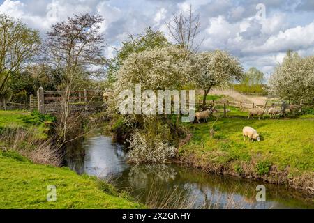 Sheep on the banks of The river Colne Fields  near Fordstreet Near Colchester Essex Stock Photo