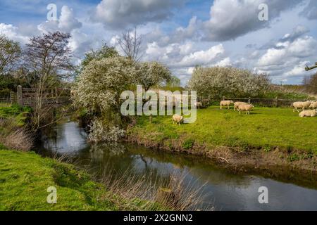 Sheep on the banks of The river Colne Fields  near Fordstreet Near Colchester Essex Stock Photo