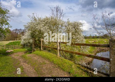 Sheep on the banks of The river Colne Fields  near Fordstreet Near Colchester Essex Stock Photo