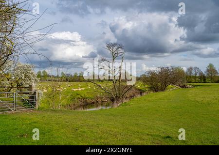 Sheep on the banks of The river Colne Fields  near Fordstreet Near Colchester Essex Stock Photo