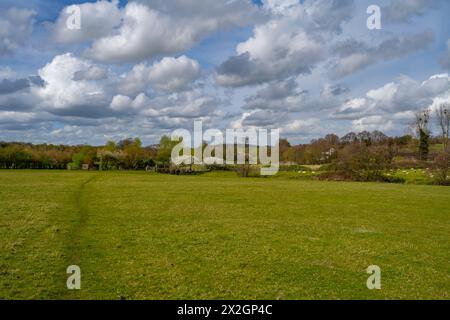 Sheep on the banks of The river Colne Fields  near Fordstreet Near Colchester Essex Stock Photo