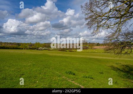 Sheep on the banks of The river Colne Fields  near Fordstreet Near Colchester Essex Stock Photo