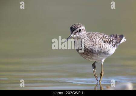 Waders or shorebirds, wood sandpiper (Tringa glareola) in a wetland area in italy. Stock Photo