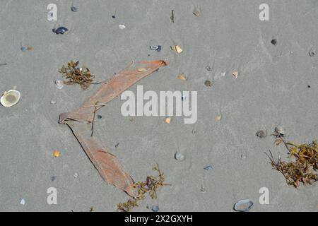 A broken flip-flop strap lies on the sand near the ocean's edge, facing left, encircled by shells and seaweed. Stock Photo