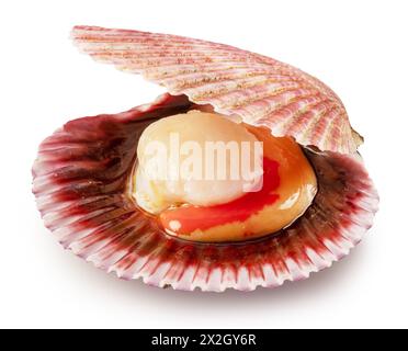 Edible raw opened scallop isolated on white background. Delicacy food. File contains clipping path. Stock Photo