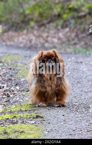 cute-brown-long-haired-pekingese-dog-adult-female-also-known-as