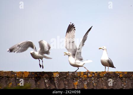 Seagull ( larus marinus) in the mating season seeing off rival on a roof top Chard Somerset England uk Stock Photo