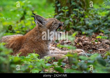 Sleepy Eurasian lynx (Lynx lynx) yawning and showing large fangs / canines in thicket of forest Stock Photo