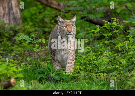 Hunting Eurasian lynx (Lynx lynx) looking up for birds in thicket of forest Stock Photo