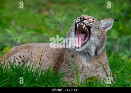 Sleepy Eurasian lynx (Lynx lynx) yawning and showing large fangs / canines in meadow Stock Photo