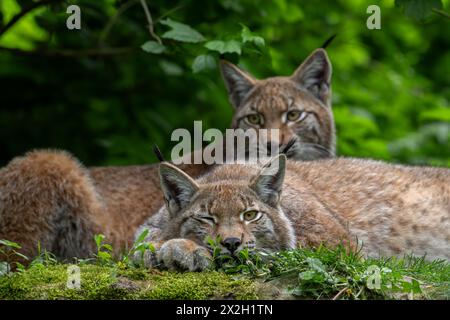 Sleepy Eurasian lynx (Lynx lynx) winking / blinking eyes in brushwood of forest Stock Photo