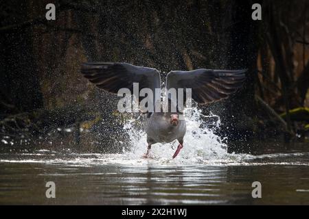 Greylag goose / graylag goose (Anser anser) taking off from water surface of lake Stock Photo