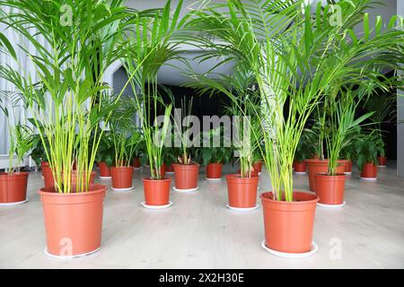 lot of green palms and other plants in brown pots stand on light floor Stock Photo