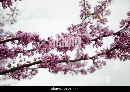 Eastern redbud (Cercis canadensis) close up view Stock Photo
