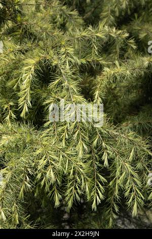 Cedrus deodara 'snow sprite' Himalayan cedar tree, close up Stock Photo ...