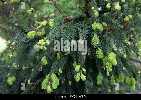 Picea abies 'Acrocona' - Norway spruce tree with new light green growth in spring, close up. Stock Photo