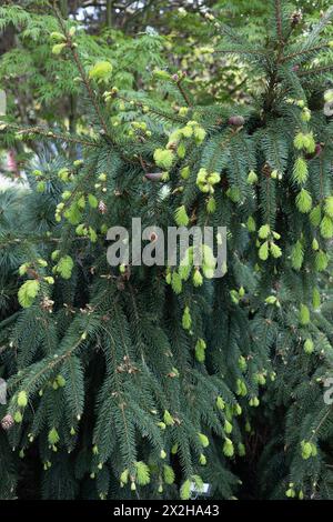 Picea abies 'Acrocona' - Norway spruce tree with new light green growth in spring, close up. Stock Photo