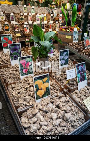 bulbs, Flower Market -Bloemenmarkt-, Singel canal, Amsterdam, Netherlands Stock Photo