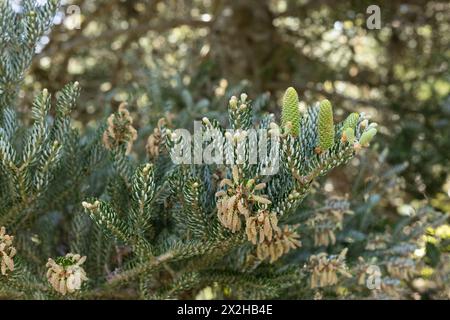 Abies koreana 'Horstmann's Silberlocke' - Korean fir tree close up. Stock Photo