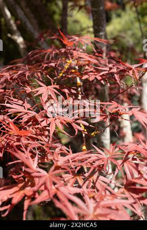 Acer palmatum 'Beni Otake' Japanese maple tree close up. Stock Photo