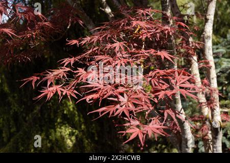 Acer palmatum 'Beni Otake' Japanese maple tree close up. Stock Photo