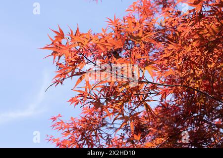 Acer palmatum 'Beni Otake' Japanese maple tree close up. Stock Photo