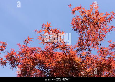 Acer palmatum 'Beni Otake' Japanese maple tree close up. Stock Photo