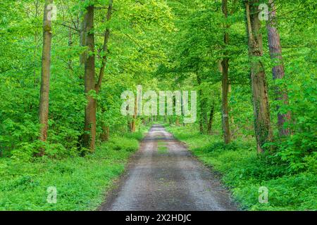A dirt road winding through a dense, green forest filled with towering trees and lush groundcover, creating a natural and serene landscape Stock Photo