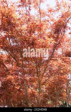 Acer palmatum 'Beni Otake' Japanese maple tree close up. Stock Photo