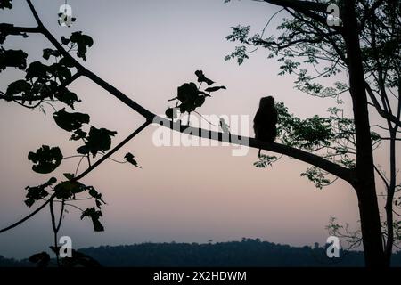 Monkey on a tree at sunset in Thailand Stock Photo