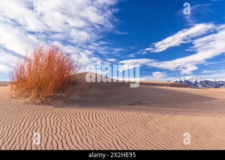 A shock of red willow branches clings to the top of a rippled dune  in Great Sand Dunes National Park, Colorado. Stock Photo