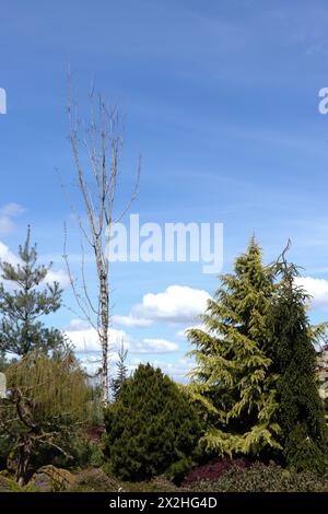 A variety of conifer trees in a garden with blue sky and puffy clouds in background. Stock Photo