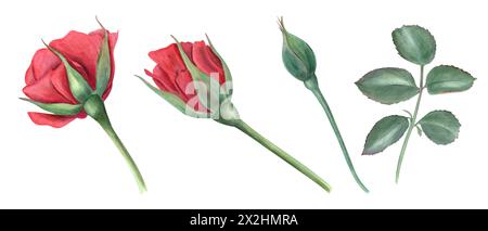 Rose flowers at different stages of blooming. Garden plant. Red Roses, bud and Green leaves. Watercolor illustration for wedding greeting design Stock Photo