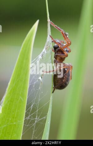 Spider covered by water drops in the grass. Stock Photo