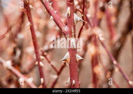 Sharp Bush A close-up of a thorn bush reveals its intricate design, with sharp ...