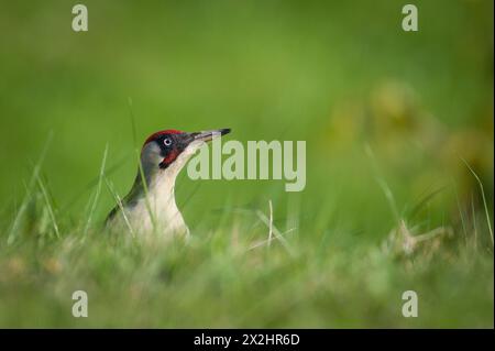 Czech bird Picus viridis aka European green woodpecker is searching for food in the grass. Dirty beak. Isolated on blurred background. Stock Photo