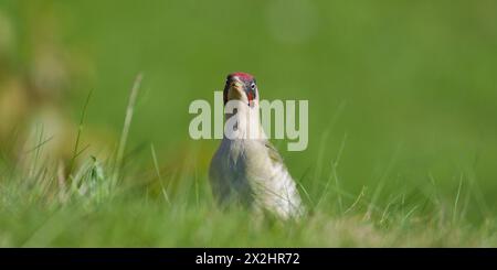 Czech bird Picus viridis aka European green woodpecker is searching for food in the grass. Dirty beak. Isolated on blurred background. Stock Photo