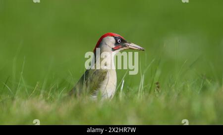 Czech bird Picus viridis aka European green woodpecker is searching for food in the grass. Dirty beak. Isolated on blurred background. Stock Photo