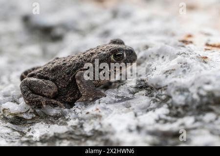 Natterjack toad (Bufo calamita), Emsland, Lower Saxony, Germany Stock Photo