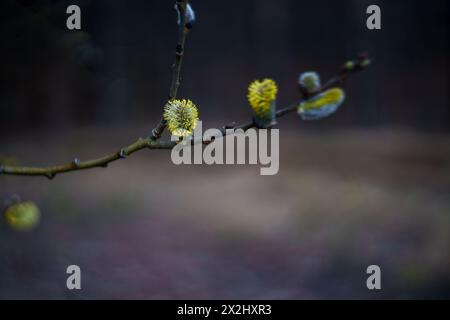 The first pastures bloom in the spring. High quality photo Stock Photo