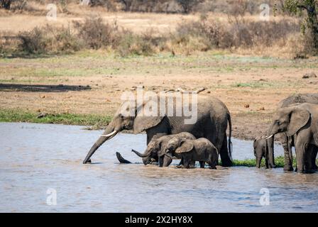 African elephant (Loxodonta africana), adult elephants and three juveniles playing and drinking in the water, Kruger National Park, South Africa Stock Photo