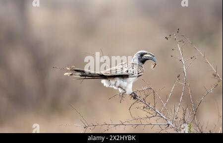 African grey hornbill (Tockus nasutus), adult male with caterpillar in beak, sitting in a bush, Kruger National Park, South Africa Stock Photo