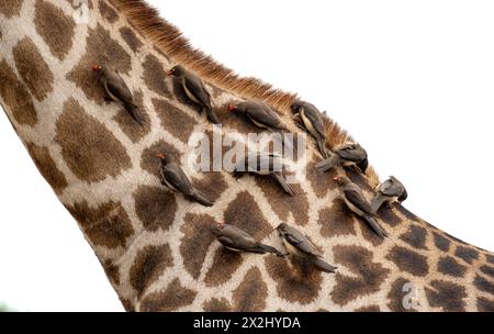 Southern giraffe (Giraffa giraffa giraffa) with a group of yellow-billed oxpecker (Buphagus africanus), detail, body with fur pattern, African Stock Photo