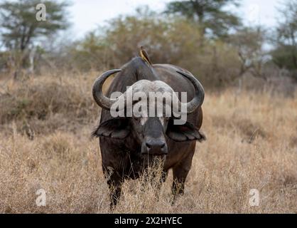 African buffalo (Syncerus caffer caffer) with yellowbill oxpecker (Buphagus africanus), in dry grass, Kruger National Park, South Africa Stock Photo